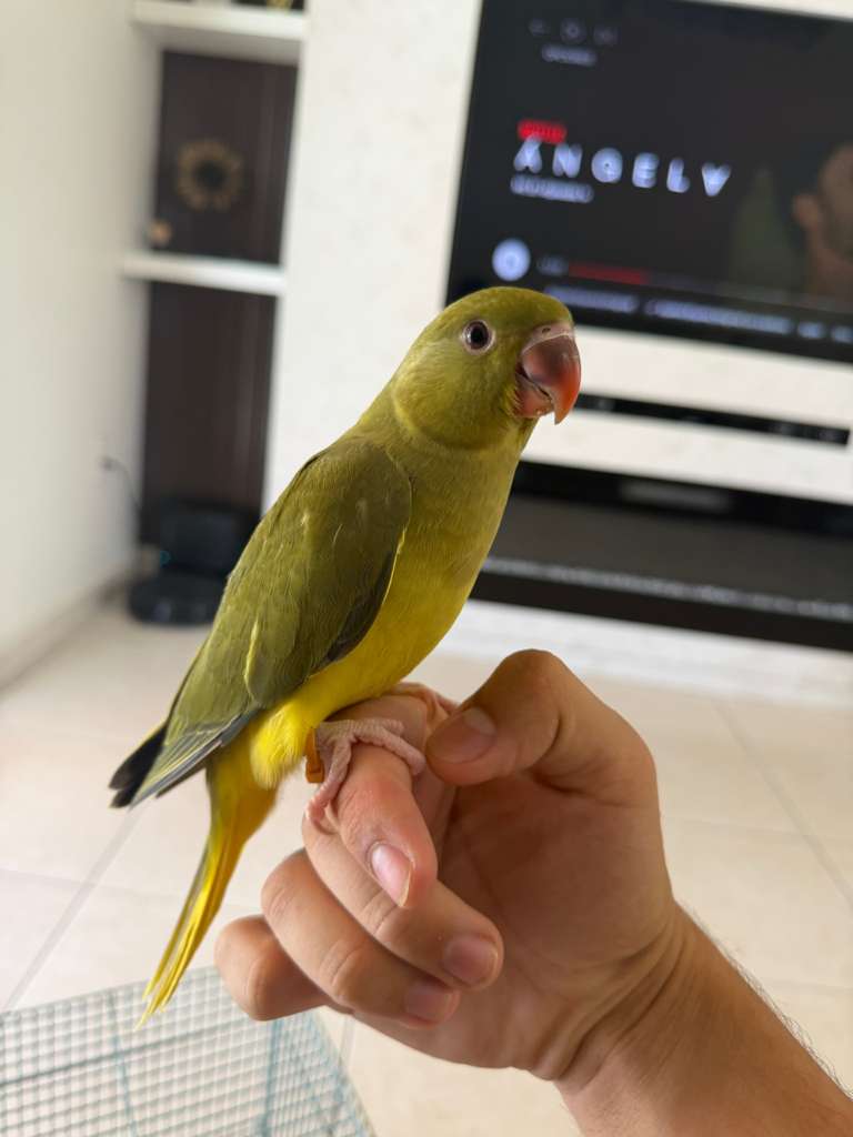 Amazon Parrots for Sale 2