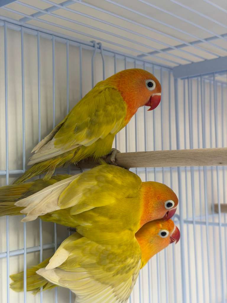 Amazon Parrots for Sale 3