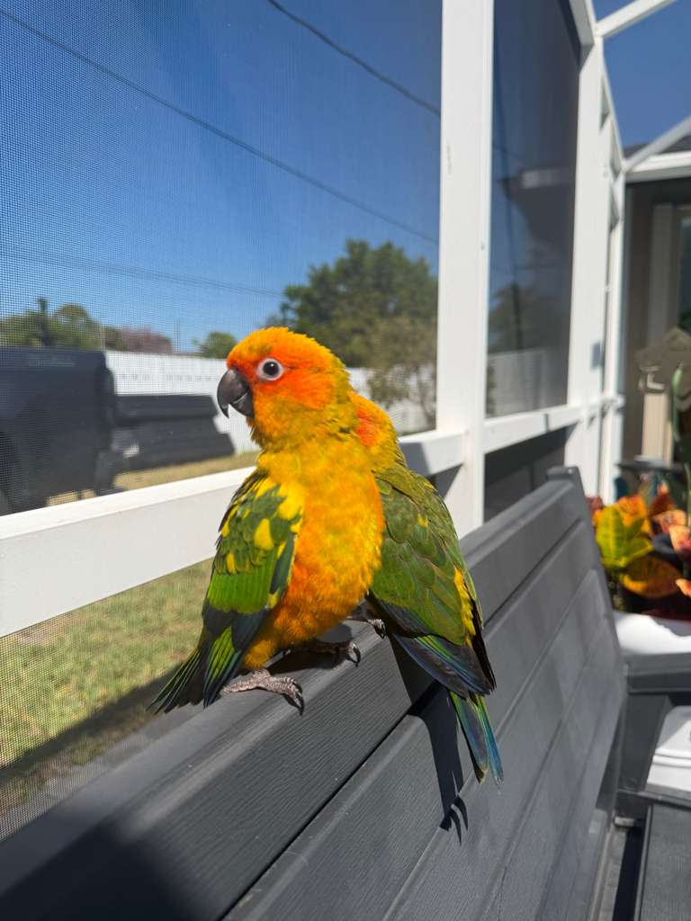 Amazon Parrots for Sale 4