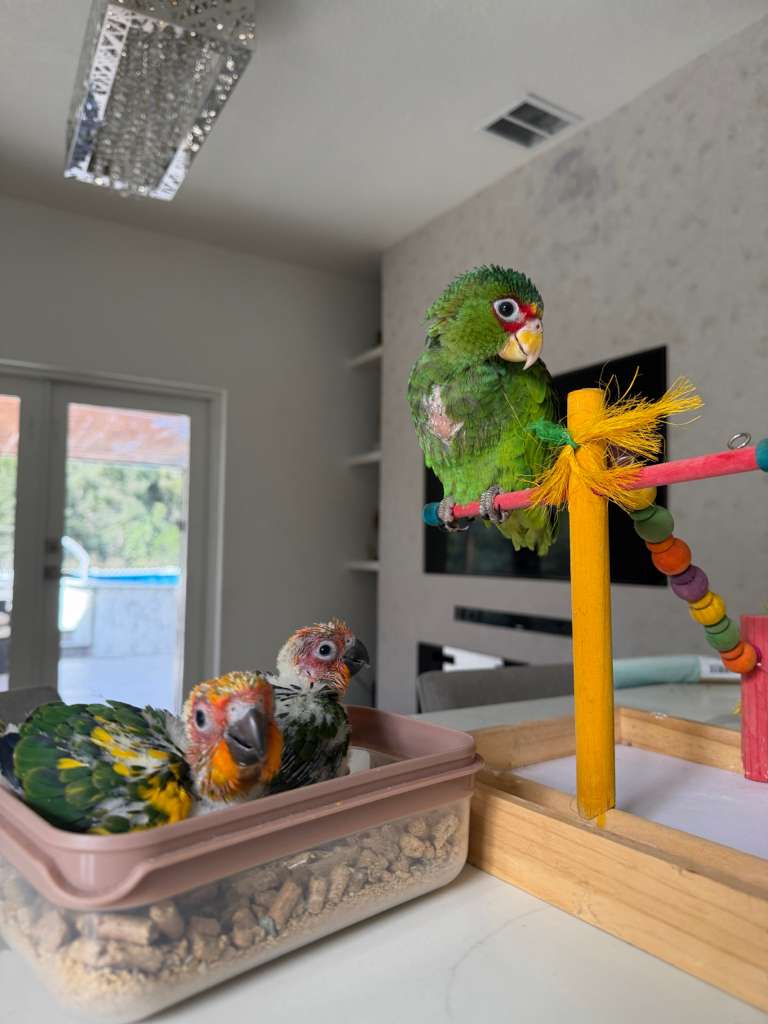 Amazon Parrots for Sale 7