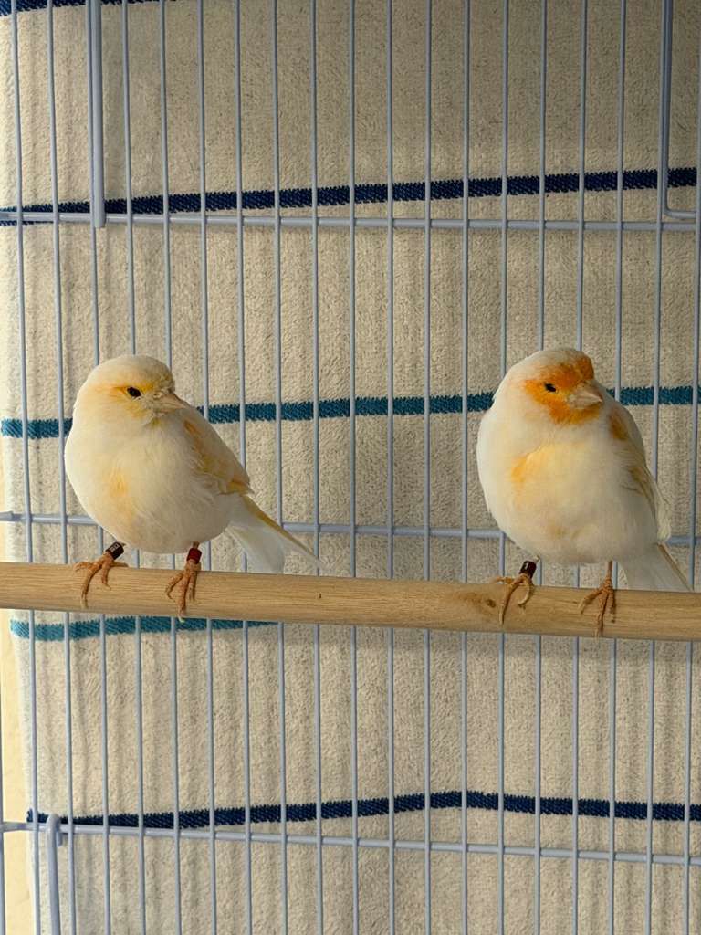 Birds for Sale 1