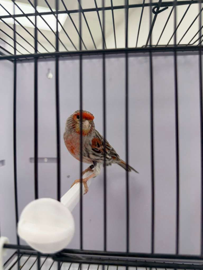 Birds for Sale 2