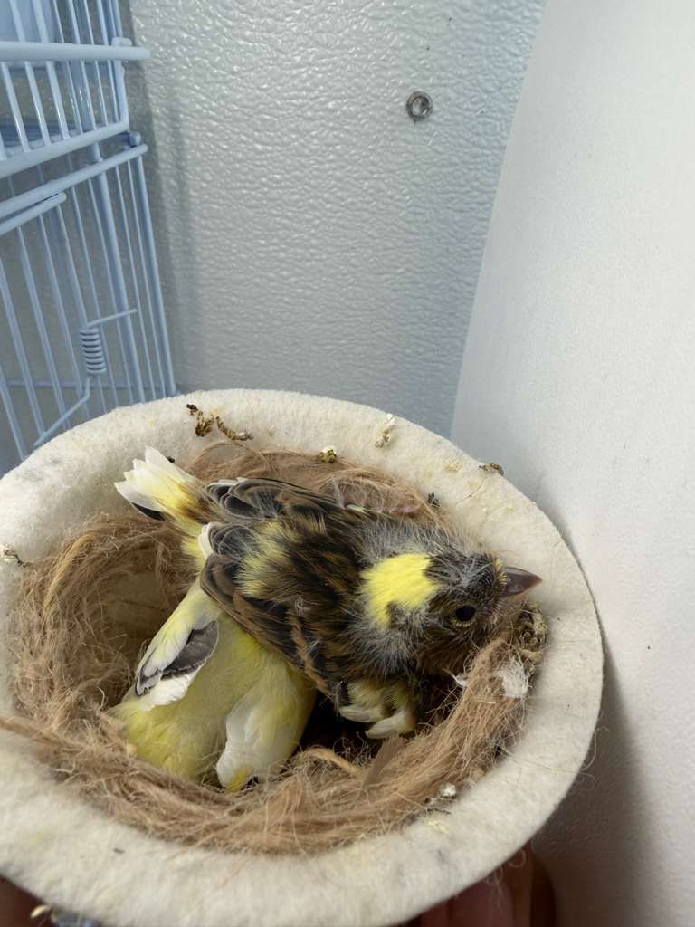 Birds for Sale 3