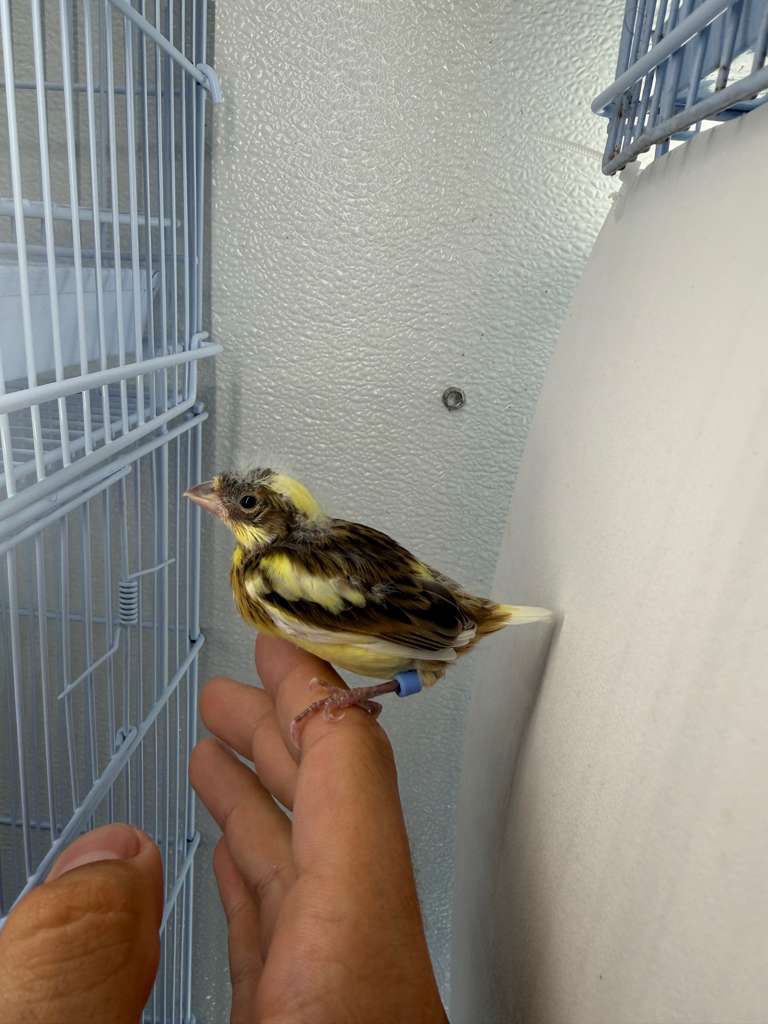 Birds for Sale 4