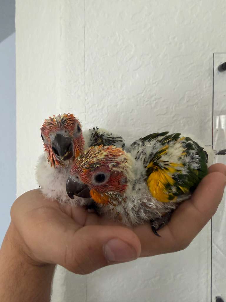 Birds for Sale 5