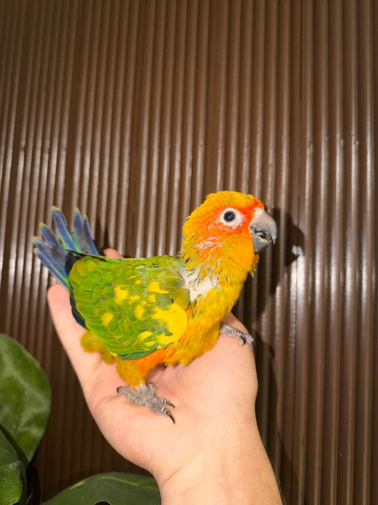 Birds for Sale 6