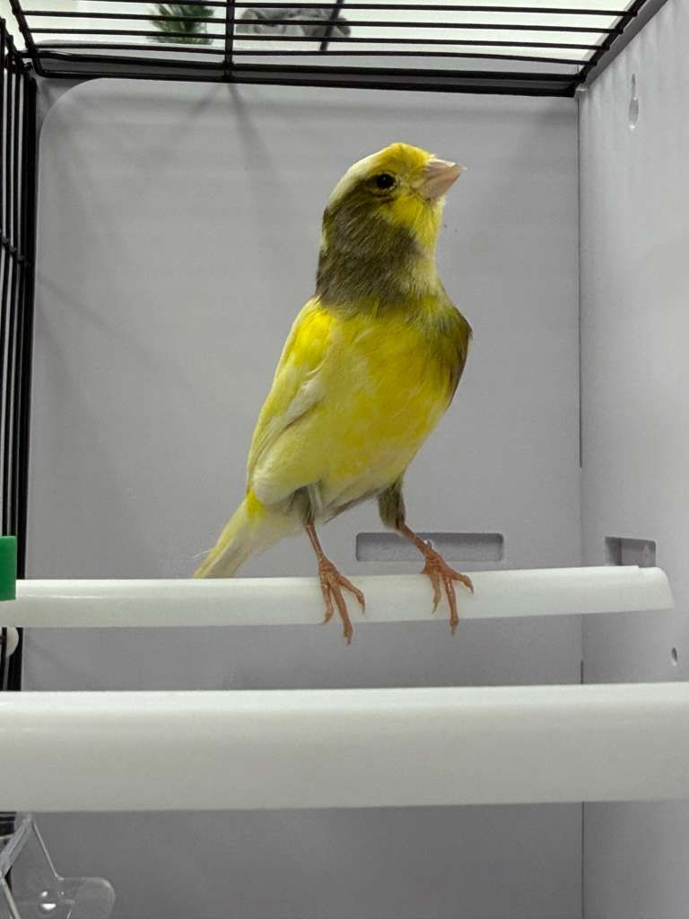 Canaries for Sale 1