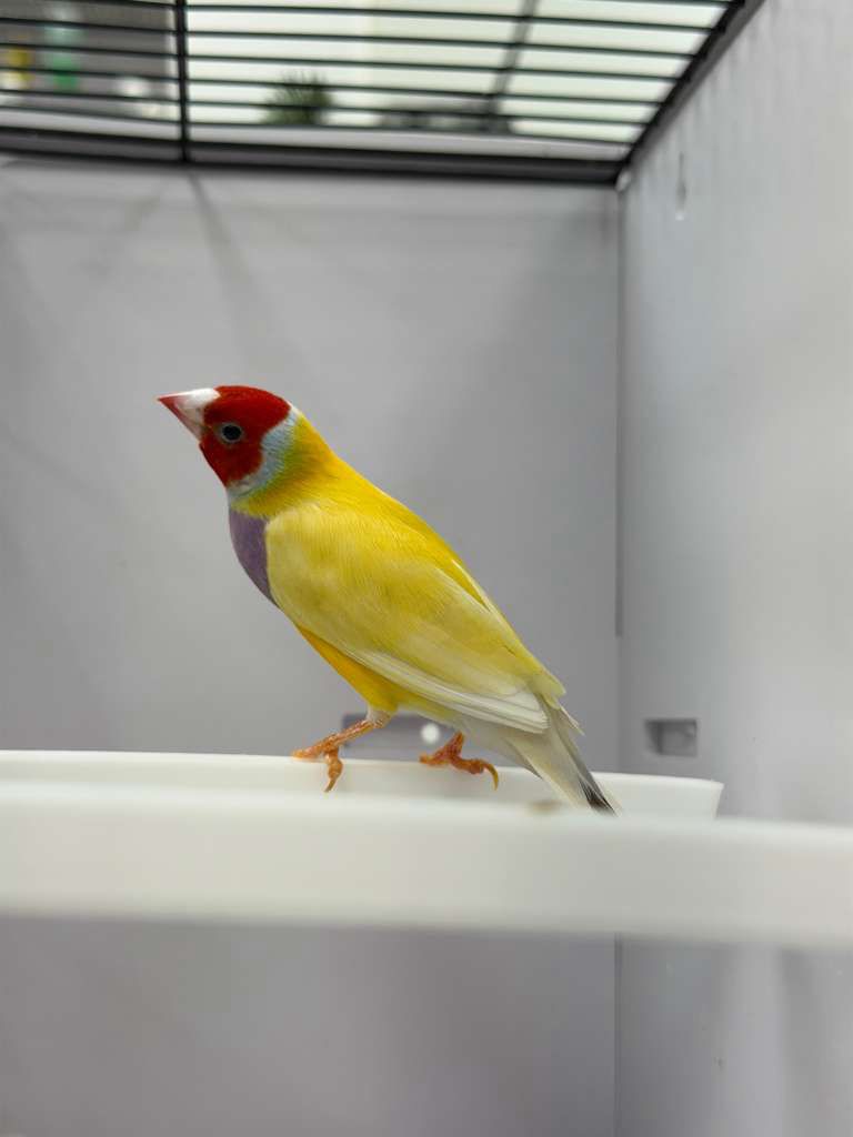 Canaries for Sale 1