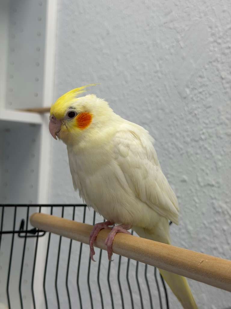 Cockatiels for Sale 1