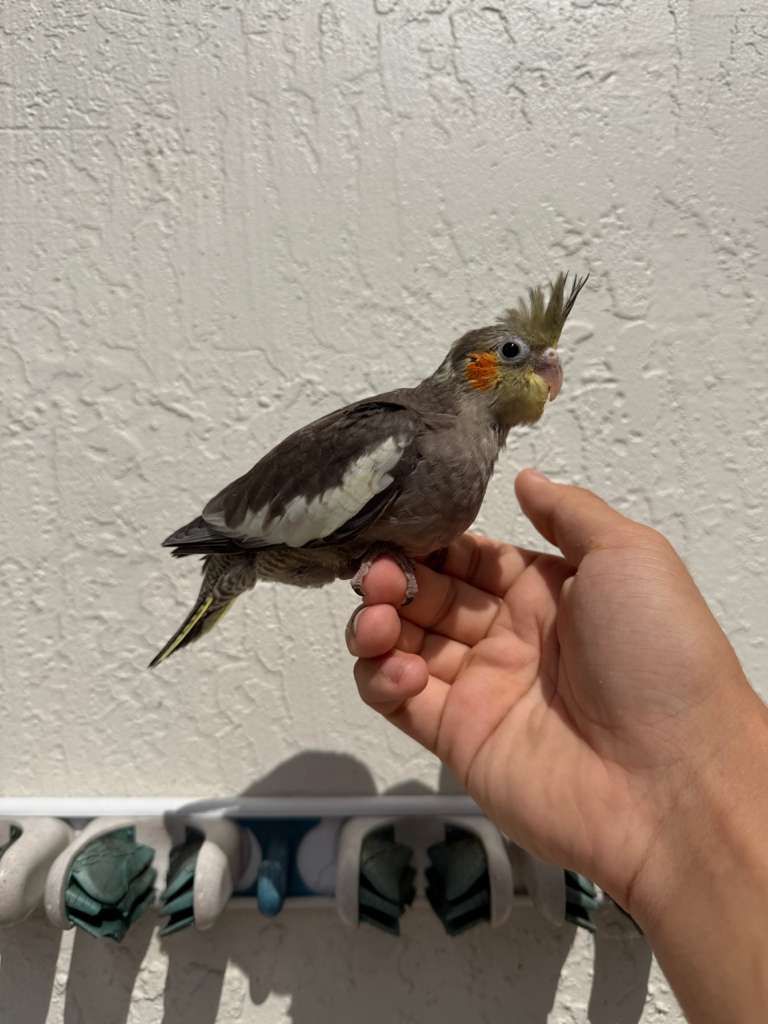 Cockatiels for Sale 2