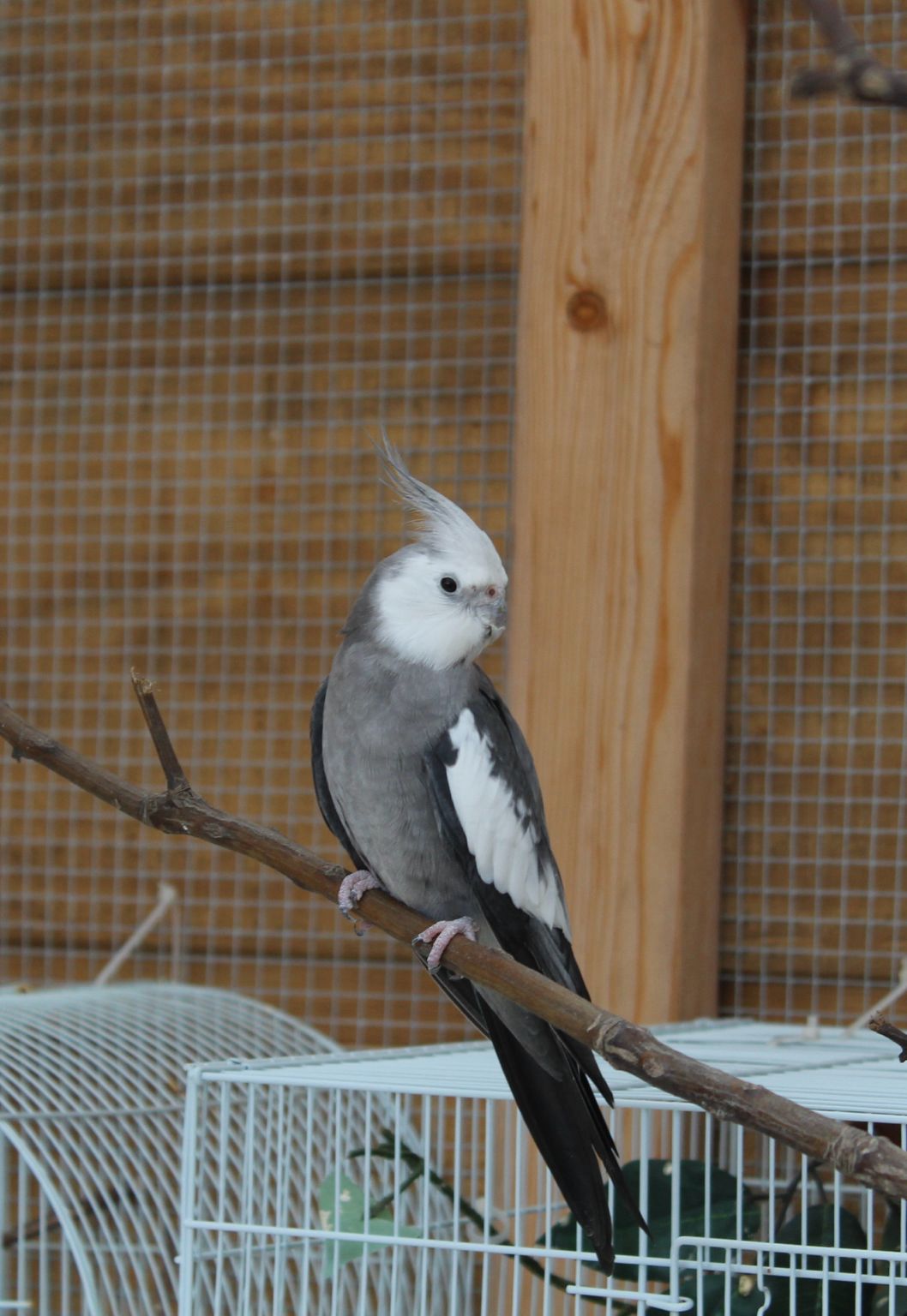 Cockatiels for Sale 3