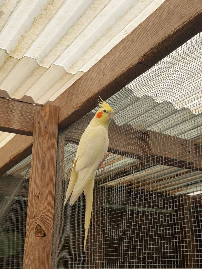 Cockatiels for Sale