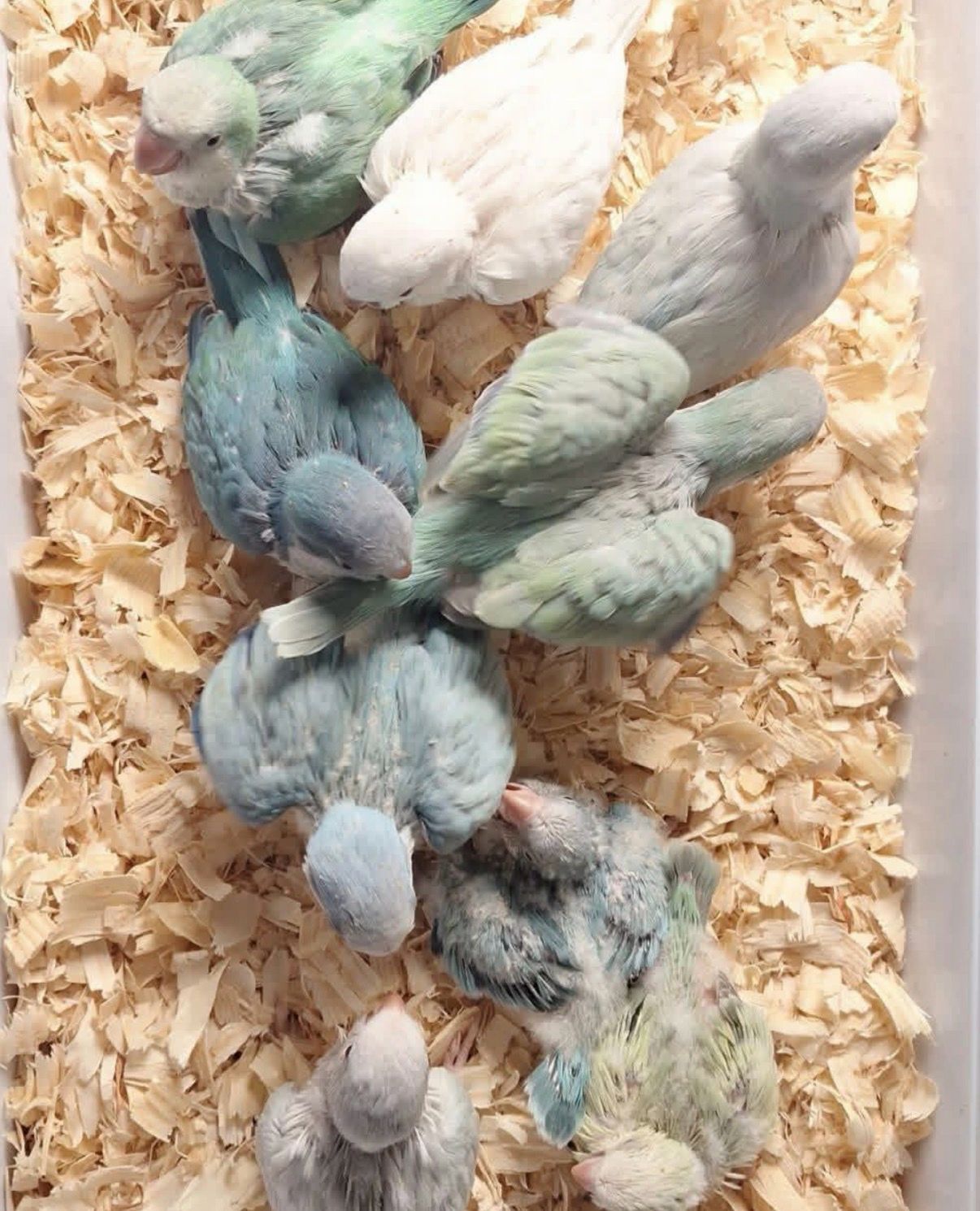 Exotic Birds for Sale 2