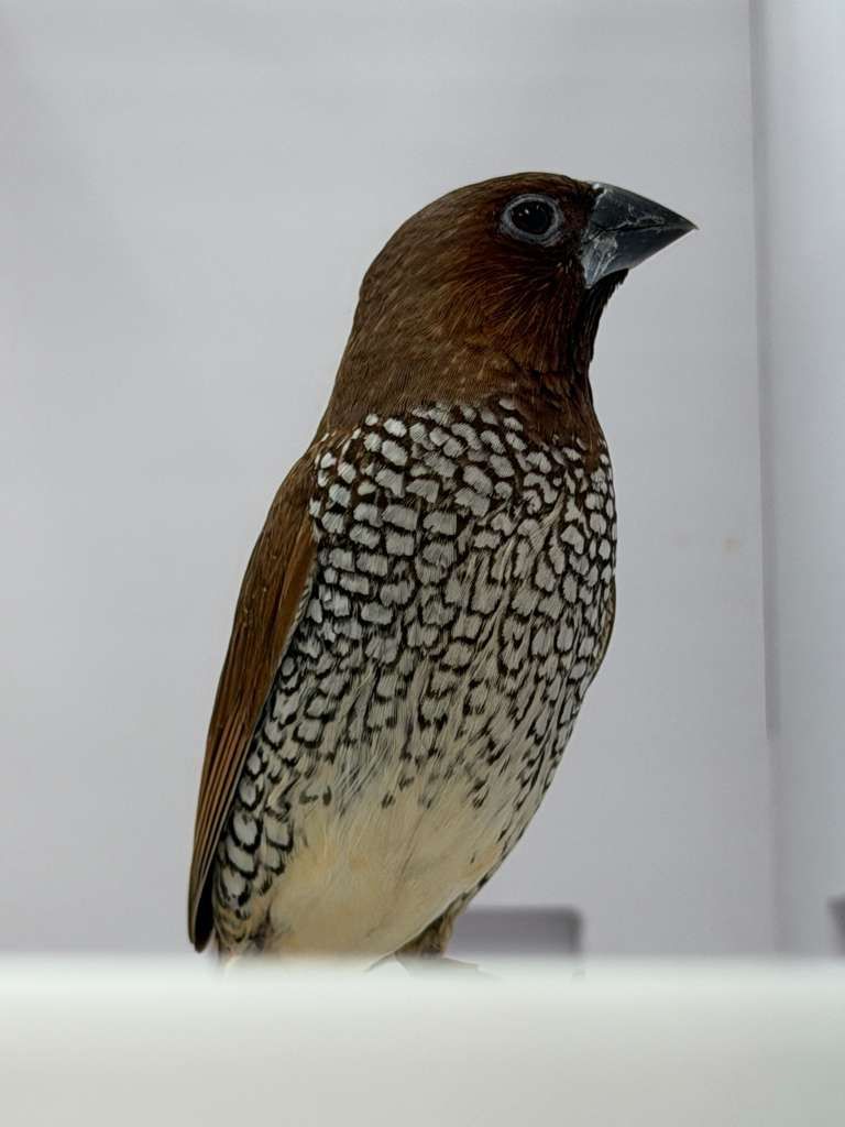 Finches for Sale 1