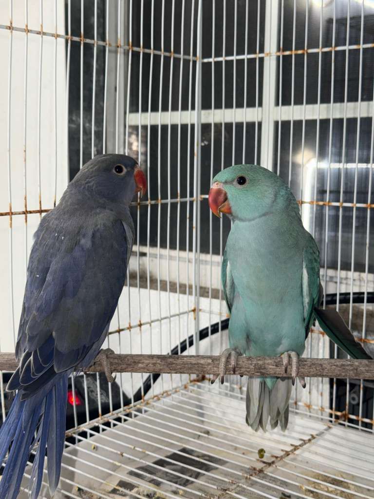 Indian Ringneck Parrots 2