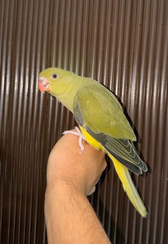 Indian Ringneck Parrots 2