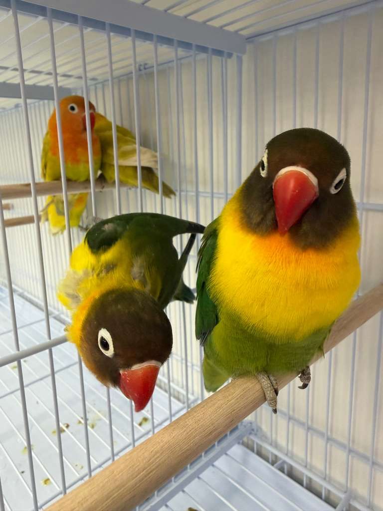 Love Birds 1
