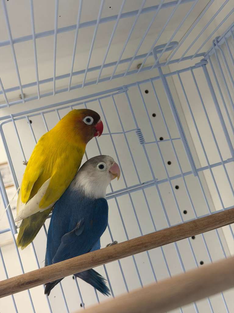 Love Birds 2
