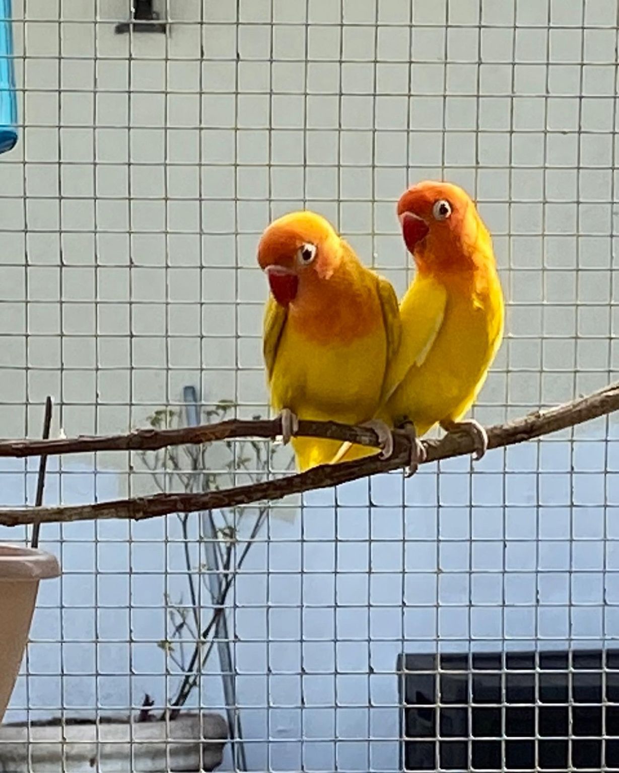 Love Birds 6