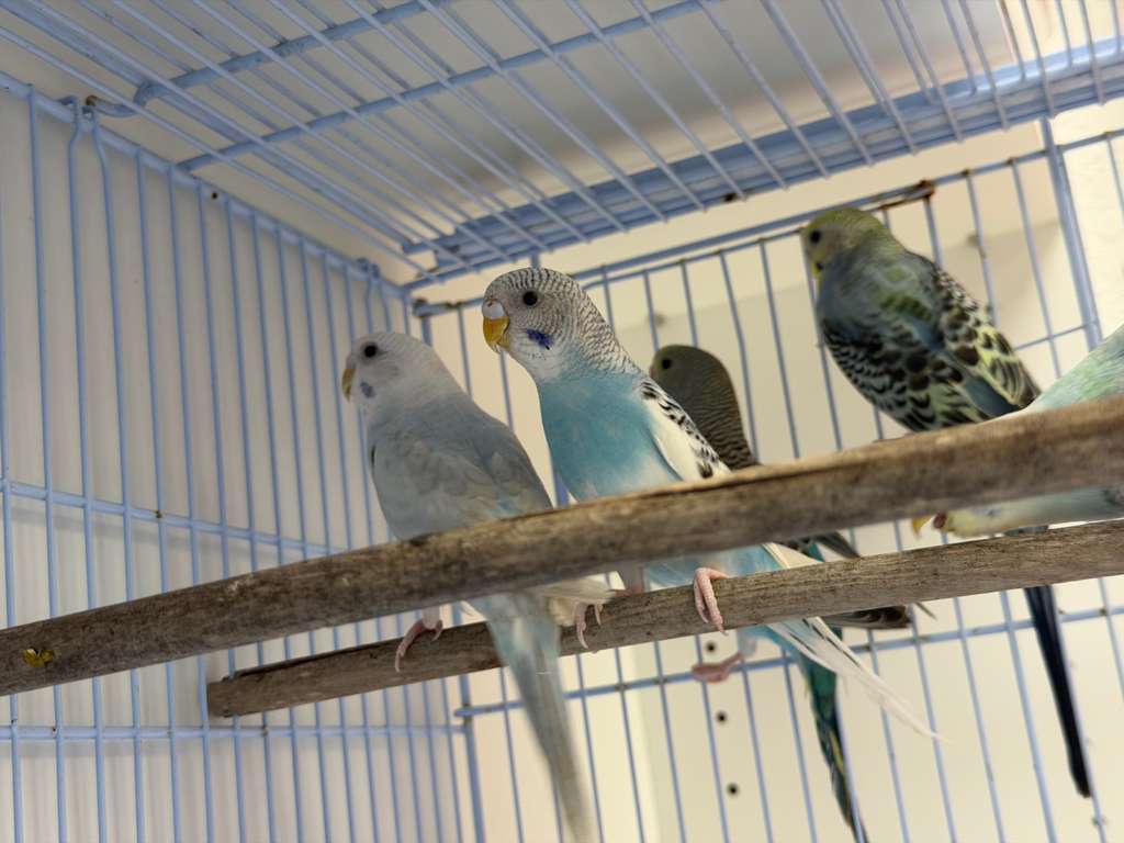 Parakeet Birds for Sale 1