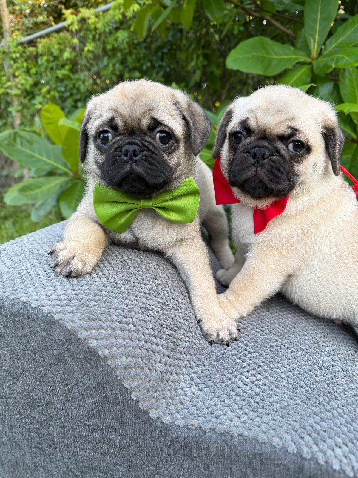 Puppies for Sale in Miami