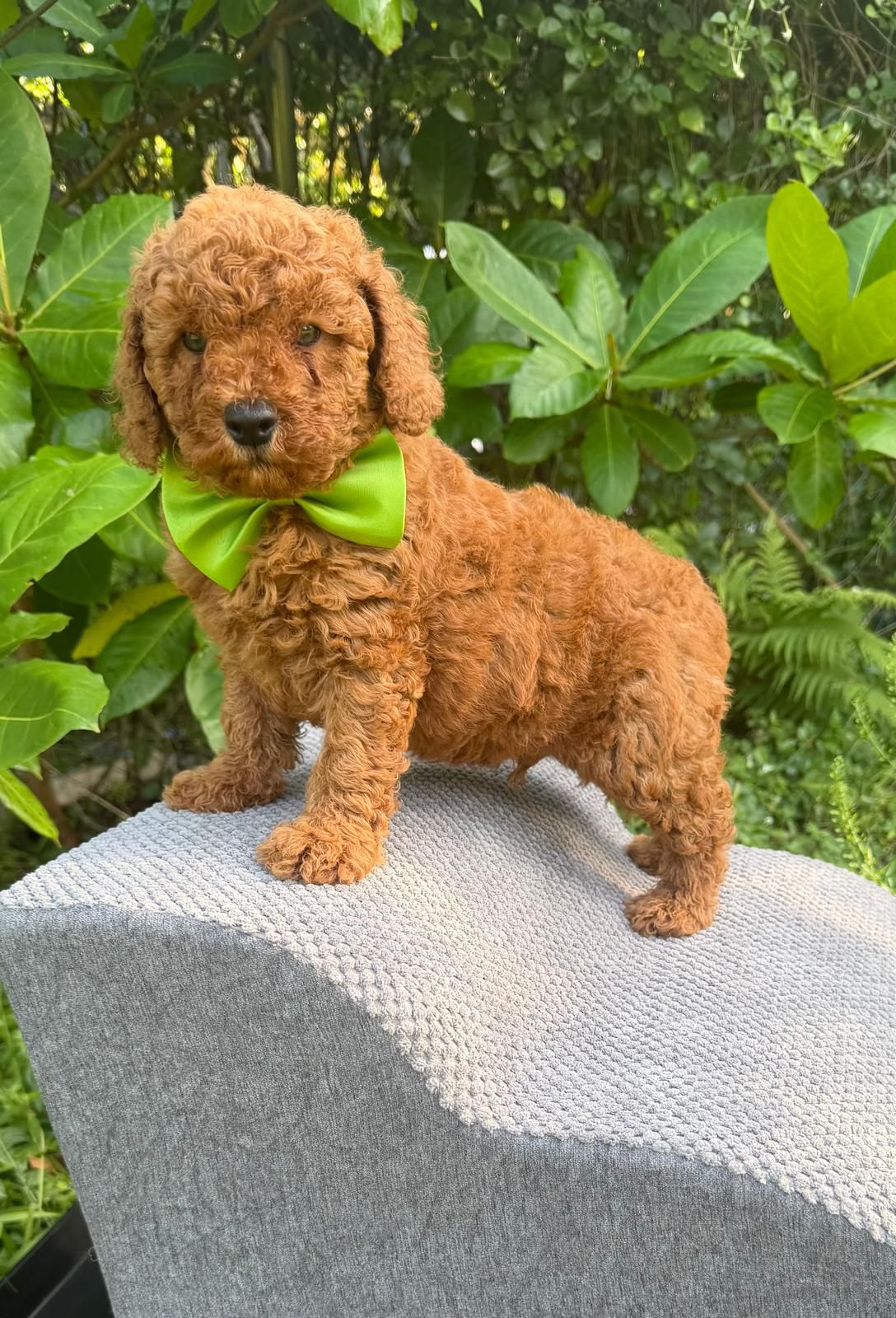 Puppies for Sale in Miami 1