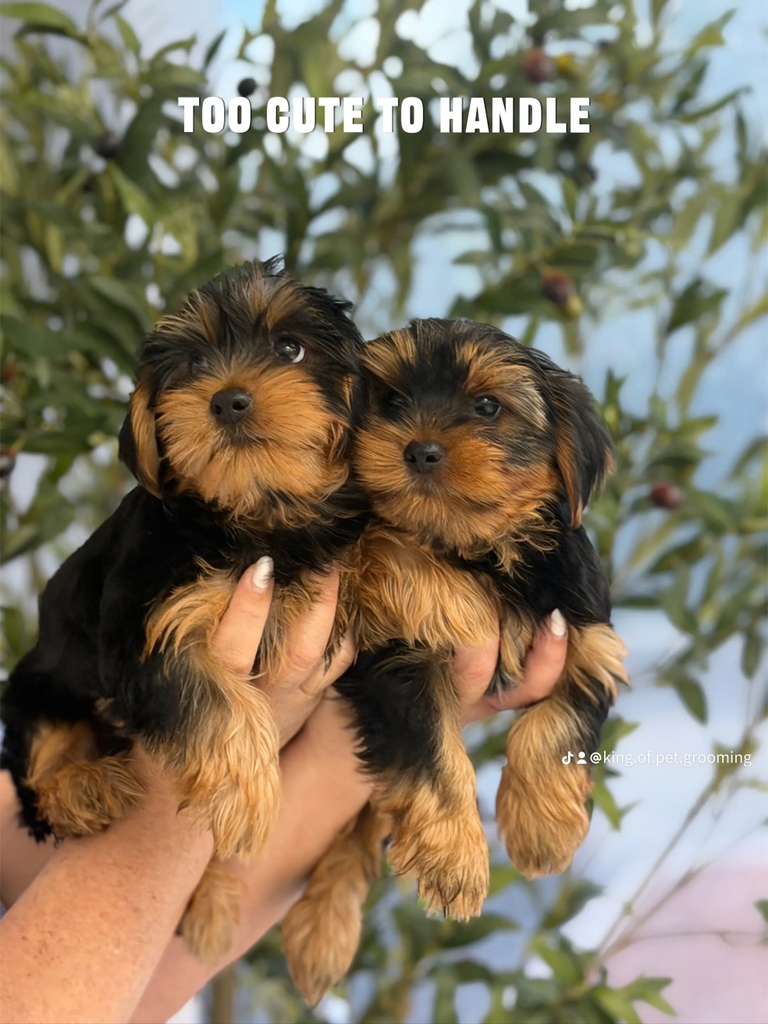 Puppies for Sale in Miami 2